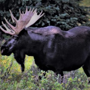 Bull Moose Bull Moose