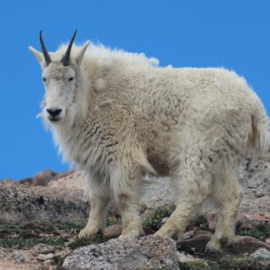 Mountain Goat Atop Mt. Evans Mountain Goat Atop Mt. Evans