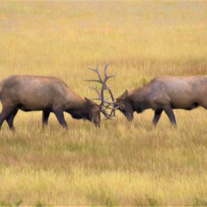Ready to Rut Ready to Rut