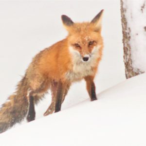 Red Fox Red Fox