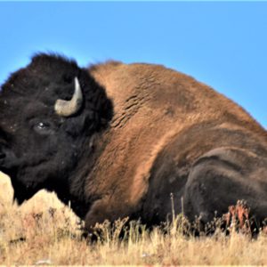 Sitting Bull Buffalo Sitting Bull Buffalo
