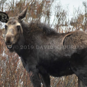 Smiling Moose Smiling Moose