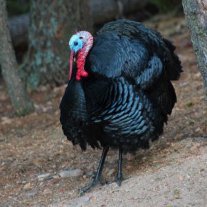 Tom Turkey Tom Turkey