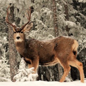 Buck in Snow (4) Buck in Snow (4)
