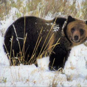 Grizzly Bear Grizzly Bear
